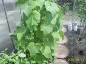 Aus der Heimat: Schmorgurke - Rezept