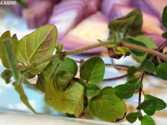 Tomatensauce aus frischen Tomaten - Rezept - Bild Nr. 2