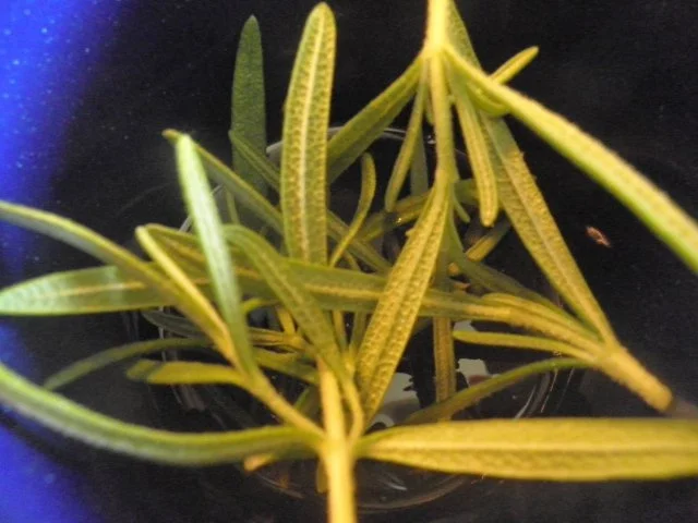 Mediterranes Honig - Parfait ... - Rezept - Bild Nr. 3