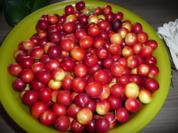 Rote Mirabellen Konfitüre ! - Rezept