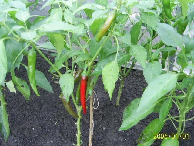 Beilage: Chili-Dip - Rezept