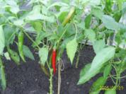Beilage: Chili-Dip - Rezept