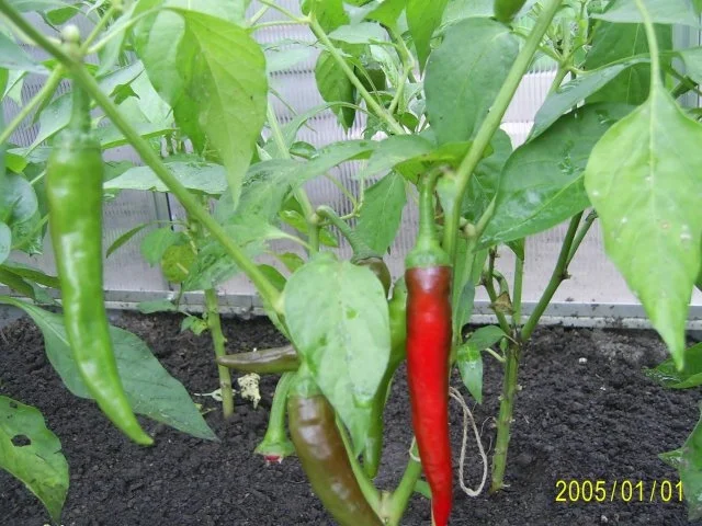 Beilage: Chili-Konfitüre... - Rezept