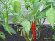 Beilage: Chili-Konfitüre... - Rezept