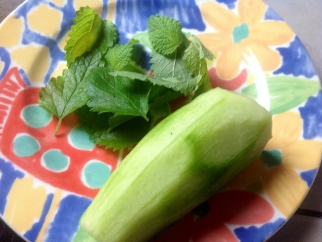 Melisse-Gurken-Frischkäse-Dip - Rezept - Bild Nr. 2