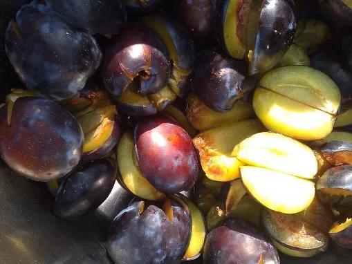 Pflaumen Törtchen ( Muffin ) - Rezept - Bild Nr. 3