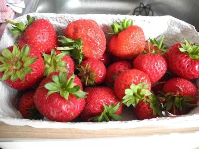 Smoothie : Erdbeer - Bananen - Aprikosen - Smoothie - Rezept - Bild Nr. 5