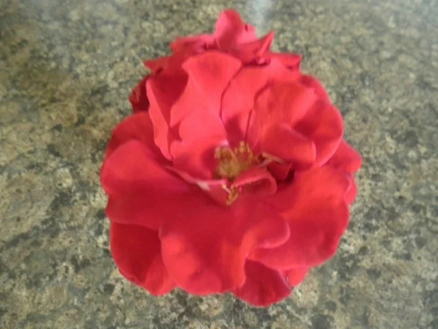 Rosen - Eis und kandierte Rosenblütenblätter ... - Rezept - Bild Nr. 13