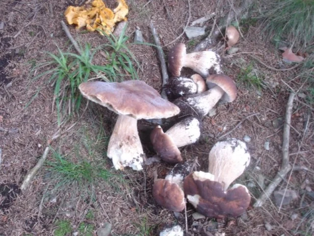 Frische Waldpilze auf Bauernbutterbrot - Rezept - Bild Nr. 2