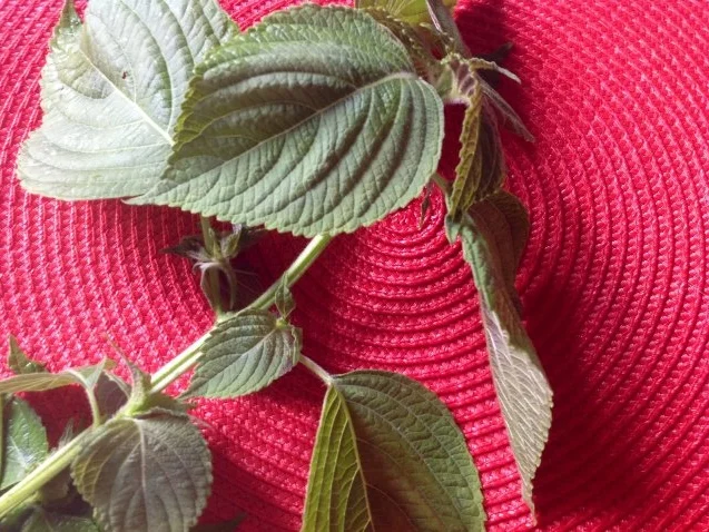 Eingelegter Kürbis mit Käse - Rezept - Bild Nr. 4