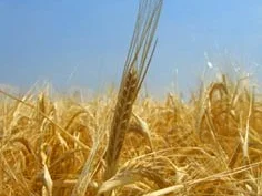 Rezept: aecht Bayrisch Block-Trunk Bild Nr. 2 aecht Bayrisch Block-Trunk - Rezept - Bild Nr. 2