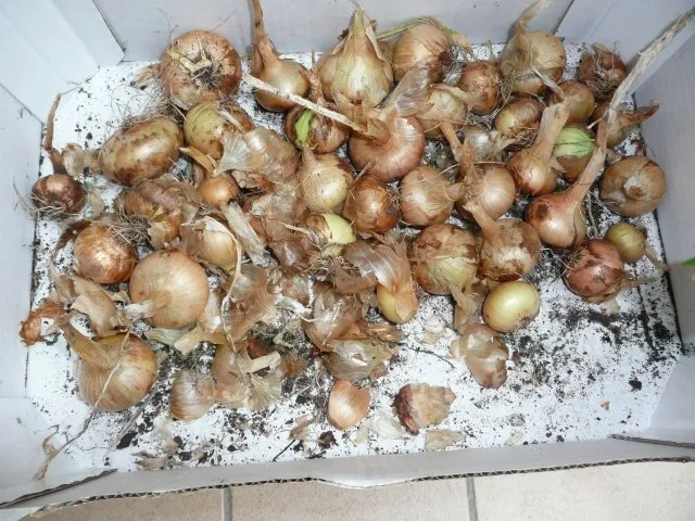 Sonntagsspieße : Rind, Paprika, Zucchini, Zwiebel,  Ananas ! - Rezept - Bild Nr. 3