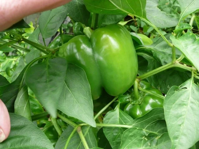 Sonntagsspieße : Rind, Paprika, Zucchini, Zwiebel,  Ananas ! - Rezept - Bild Nr. 4