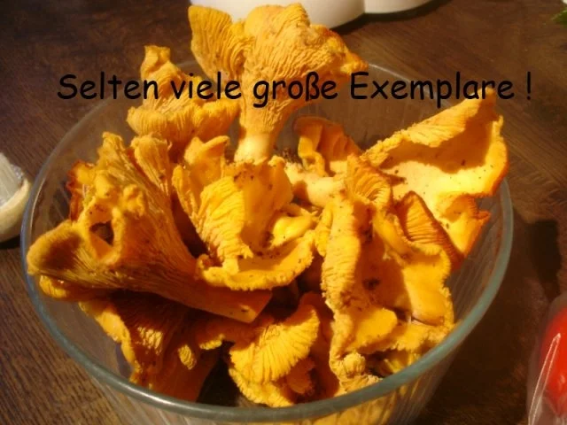 Pfifferlinge in Sahnesauce mit Bandnudeln - Rezept - Bild Nr. 2