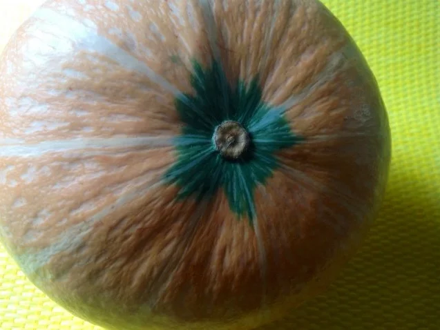 Chilikürbis - Rezept - Bild Nr. 3