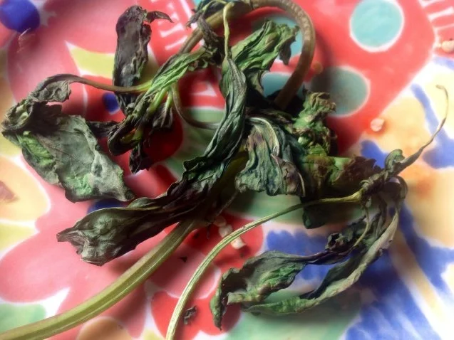 Spaghetti mit einer scharfen Orangen-Basilikum-Sauce - Rezept - Bild Nr. 8