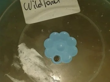 Rehragout - Rezept - Bild Nr. 7