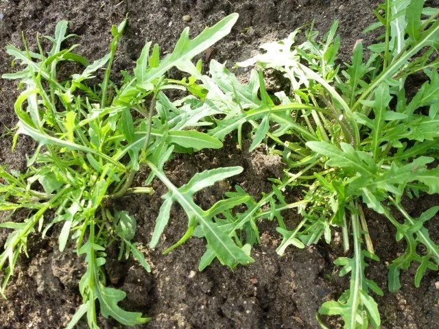 Wilde Rauke-Tomatensalat - Rezept - Bild Nr. 5