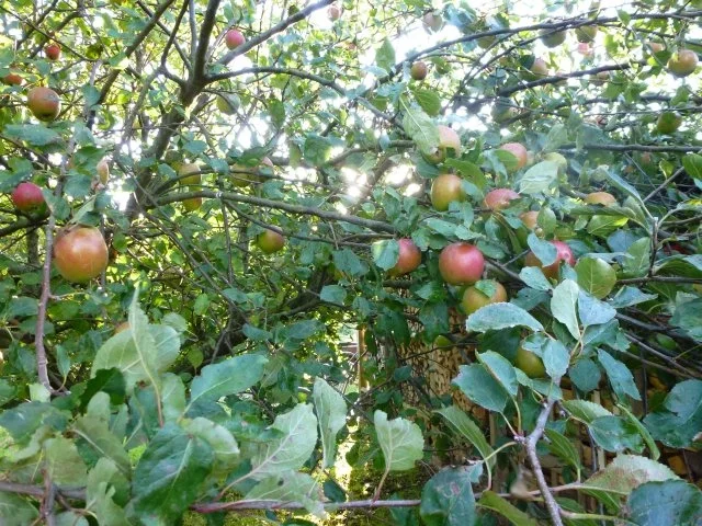 Zimt-Apfelkuchen mit extra vielen Zimtstreuseln - Rezept - Bild Nr. 3