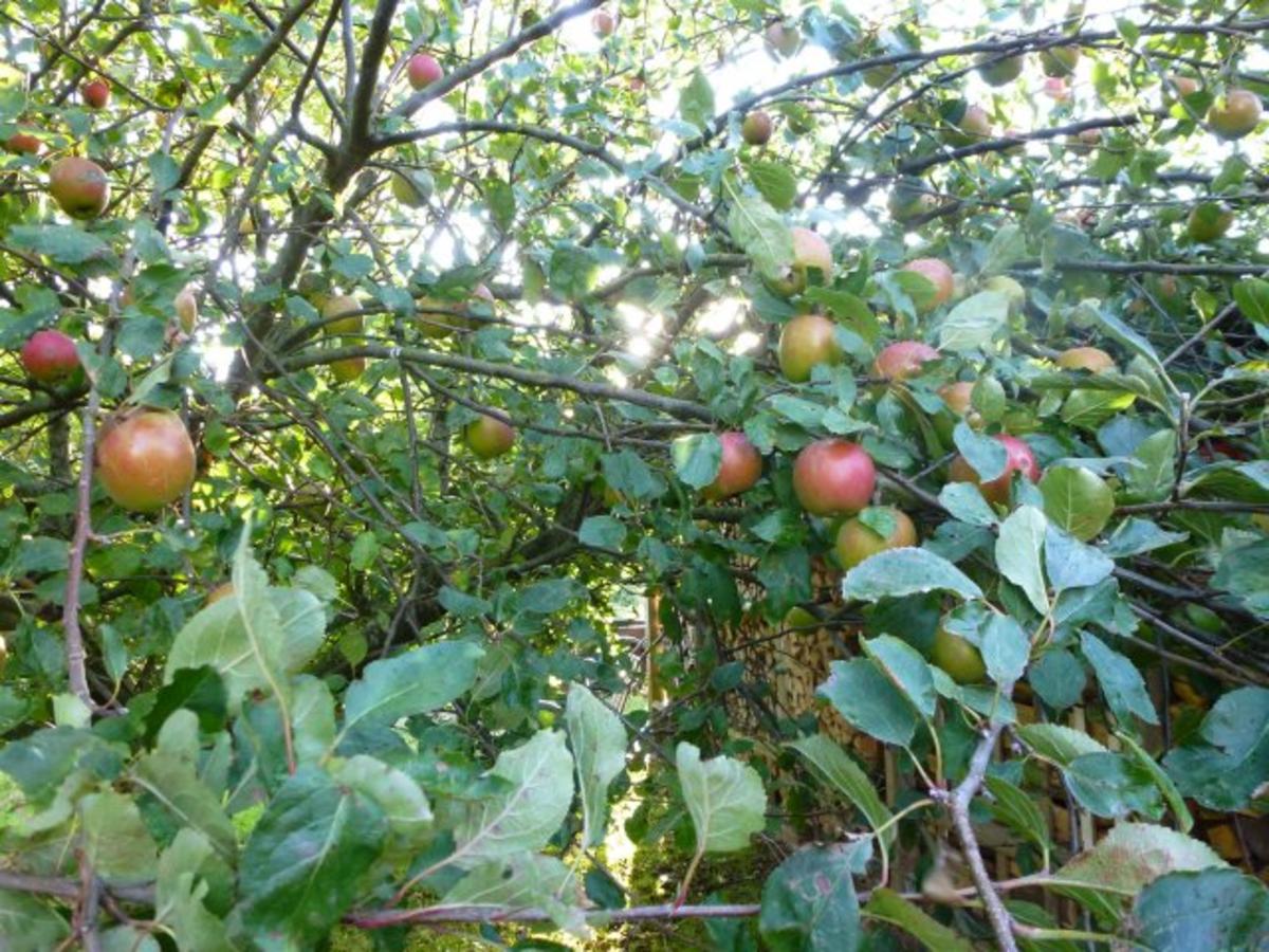 Zimt Apfelkuchen mit extra vielen Zimtstreuseln - einfach - von Test00