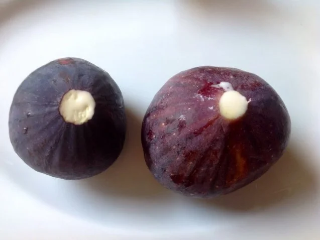 Rezept: Feigen-Tomatensalat mit Schafskäse und einem Korianderdressing Bild Nr. 3 Feigen-Tomatensalat mit Schafskäse und einem Korianderdressing - Rezept - Bild Nr. 3