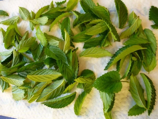 Pfefferminz-Zitronenmelisse-Likör - Rezept - Bild Nr. 6