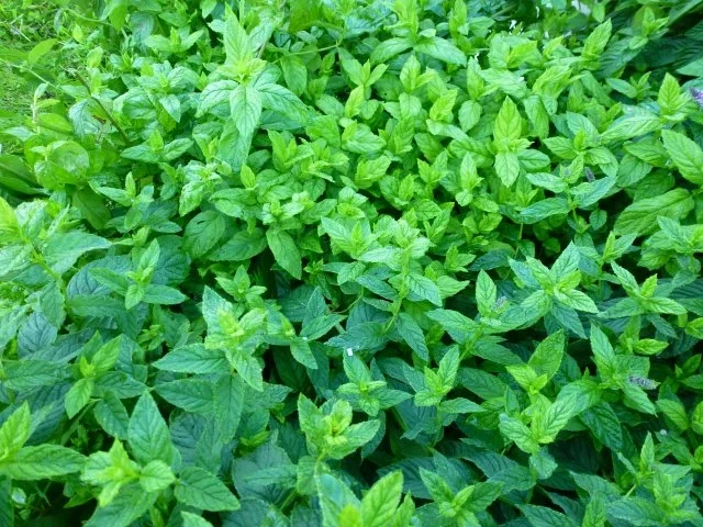 Pfefferminz-Zitronenmelisse-Likör - Rezept - Bild Nr. 2