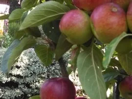 Cinnamon Apple Cake - Rezept - Bild Nr. 2