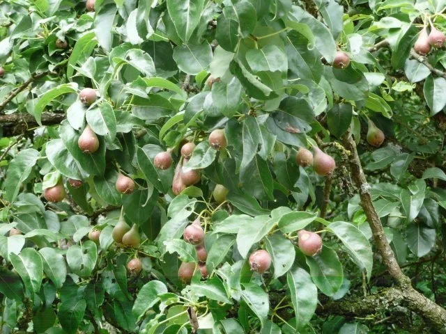 Gellerts Birne zu Konfitüre verarbeitet ! - Rezept - Bild Nr. 2