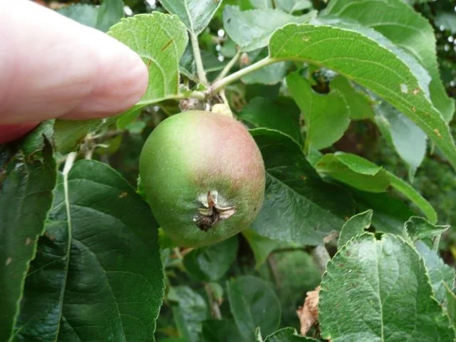 Gellerts Birne zu Konfitüre verarbeitet ! - Rezept - Bild Nr. 3