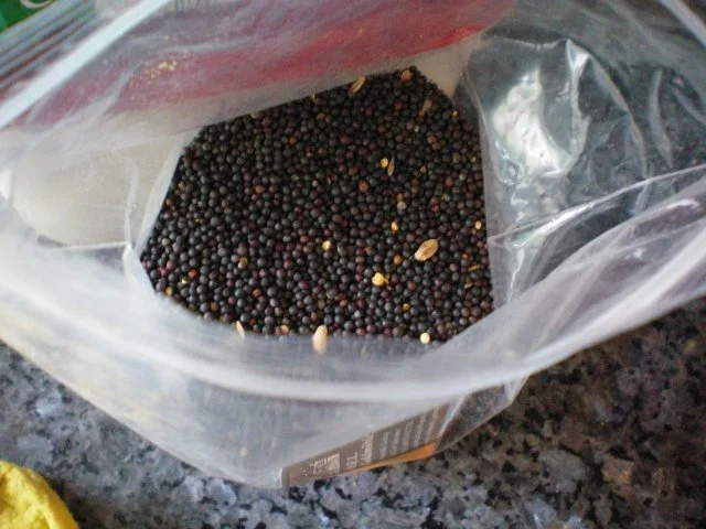 Brot: Roggen-Dinkelbrot mit Rapssamen - Rezept - Bild Nr. 2