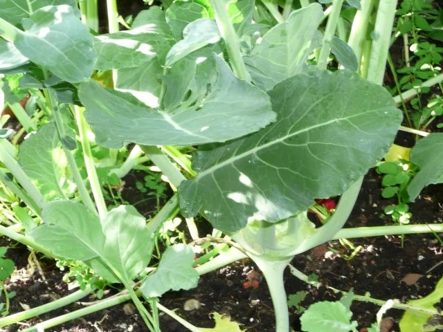 Kohlrabi an Bratwurst und Kartoffelschnee ! - Rezept - Bild Nr. 2