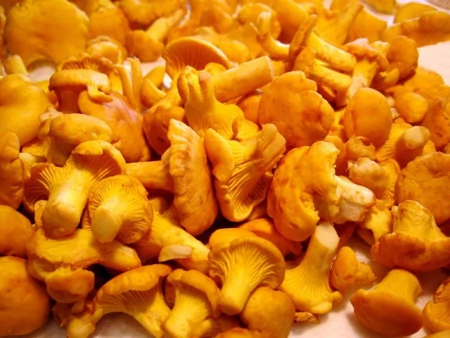 Rezept: Pfifferlinge einfrieren Pfifferlinge einfrieren - Rezept