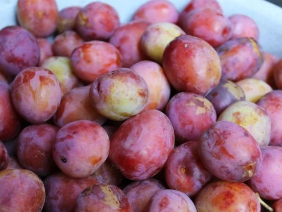 EINKOCHEN: EIERPFLAUMEN - Rezept - Bild Nr. 3