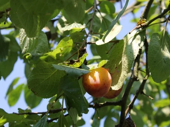 EINKOCHEN: EIERPFLAUMEN - Rezept - Bild Nr. 2