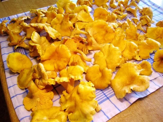 Rezept: Rahm-Pfifferlinge mit Pellkartoffeln Bild Nr. 2 Rahm-Pfifferlinge mit Pellkartoffeln - Rezept - Bild Nr. 2