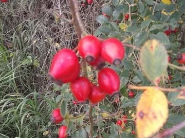 Hagebutten-Orangengelee mit Tonkabohne und Ingwer gepimmt - Rezept - Bild Nr. 2