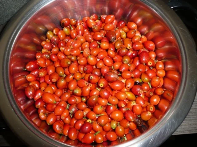 Rezept: Hagebutten Konfitüre mein 1.Versuch ! Hagebutten Konfitüre mein 1.Versuch ! - Rezept