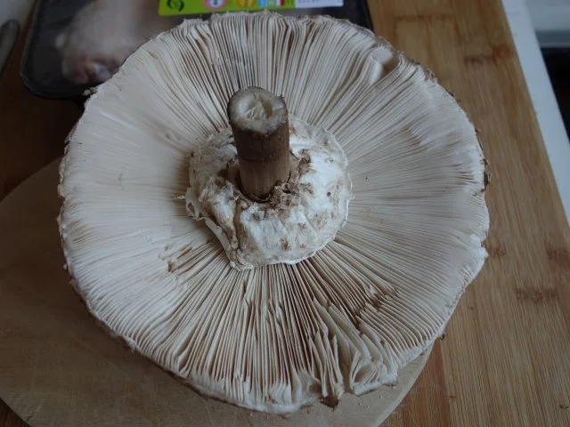 Rezept: Hendlhaxn - Hühnerkeule paniert, garniert mit Parasolpilz Bild Nr. 2 Hendlhaxn - Hühnerkeule paniert, garniert mit Parasolpilz - Rezept - Bild Nr. 2