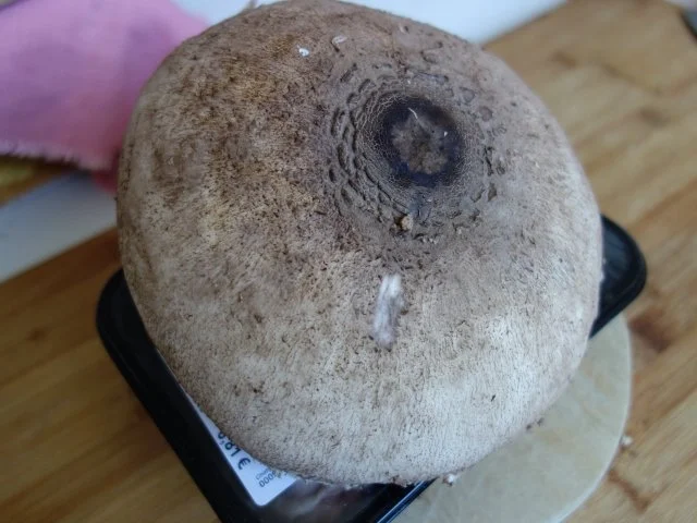 Rezept: Hendlhaxn - Hühnerkeule paniert, garniert mit Parasolpilz Bild Nr. 3 Hendlhaxn - Hühnerkeule paniert, garniert mit Parasolpilz - Rezept - Bild Nr. 3