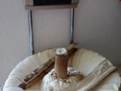 Rezept: Hendlhaxn - Hühnerkeule paniert, garniert mit Parasolpilz Bild Nr. 4 Hendlhaxn - Hühnerkeule paniert, garniert mit Parasolpilz - Rezept - Bild Nr. 4