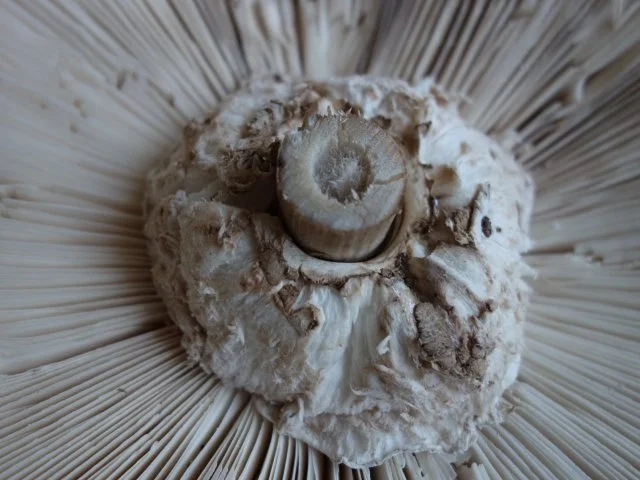 Rezept: Hendlhaxn - Hühnerkeule paniert, garniert mit Parasolpilz Bild Nr. 6 Hendlhaxn - Hühnerkeule paniert, garniert mit Parasolpilz - Rezept - Bild Nr. 6