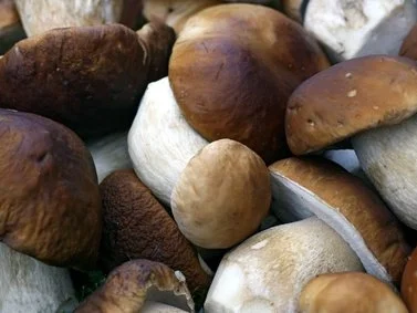 Pilzgerichte: Steinpilzcarpaccio, Pasta mit Steinpilzen und eingelegte Steinpilze - Rezept - Bild Nr. 2