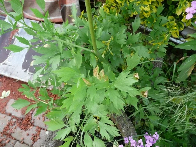 Grüne Bohnen  Suppe, mit Speckwürfel . - Rezept - Bild Nr. 4