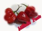 Sisserl's ~ höllische Paste/Soße - Rezept