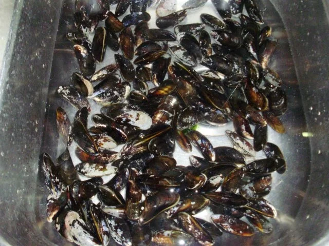 Muscheln 1887 - Rezept - Bild Nr. 4