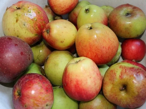 EINKOCHEN: APFELSPALTEN - Rezept - Bild Nr. 2