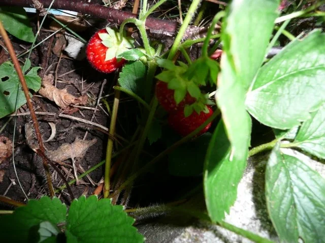 Heute mal Vegan ! - Rezept - Bild Nr. 7