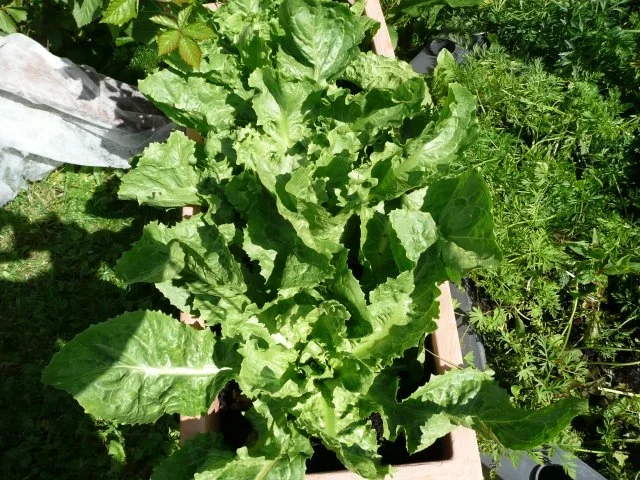 Rezept: Champignon - Gemüse -Spaghetti Bild Nr. 2 Champignon - Gemüse -Spaghetti - Rezept - Bild Nr. 2