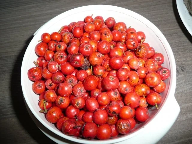 Rezept: Vogelbeer - Likör Bild Nr. 2 Vogelbeer - Likör - Rezept - Bild Nr. 2